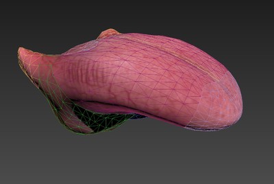 舌头 舌面 解剖模型,舌面微观教学展示模型