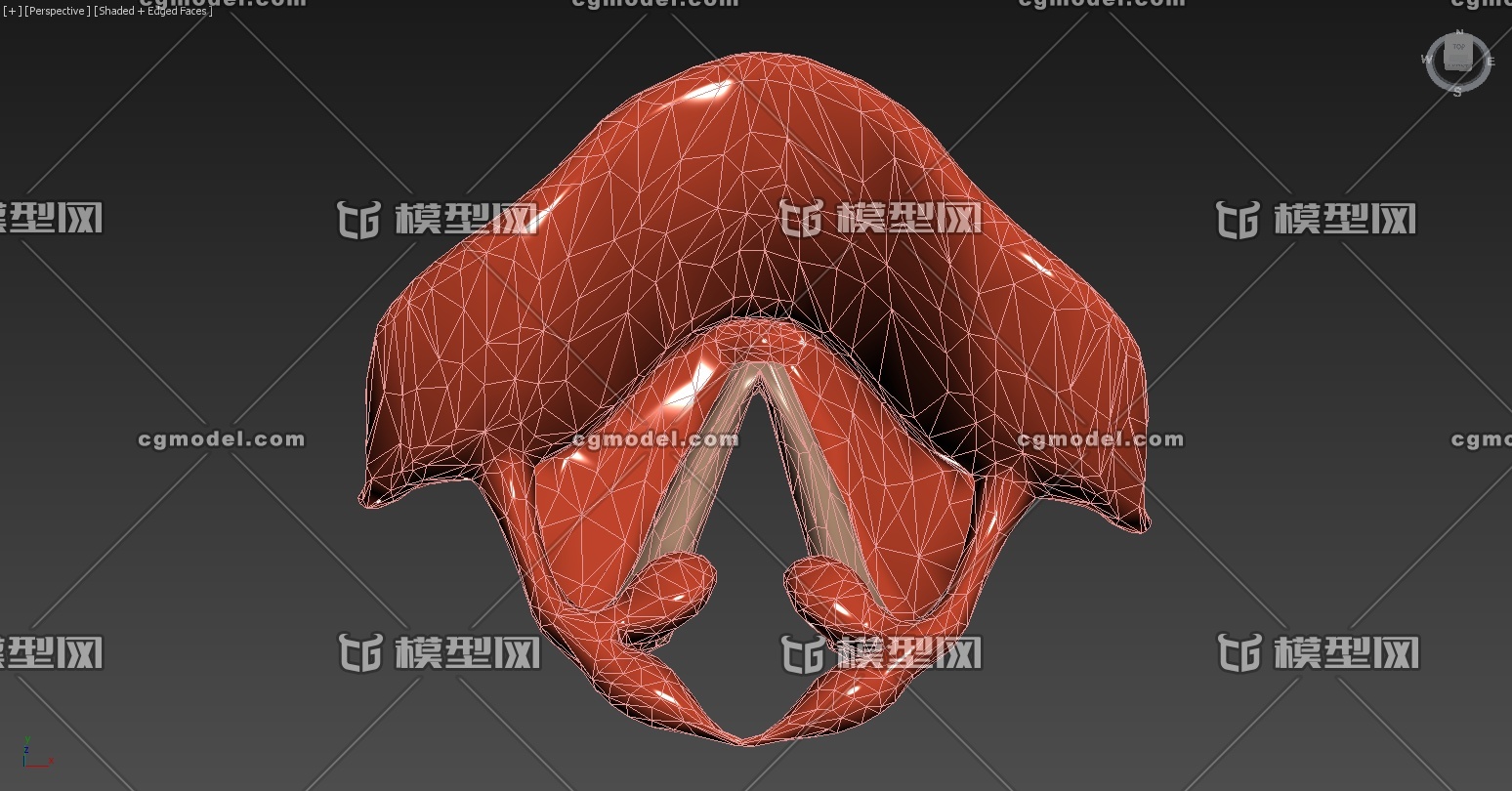 声带三维模型模型-人体器官/组织模型库-3ds Max(.max)模型下载-cg模型网