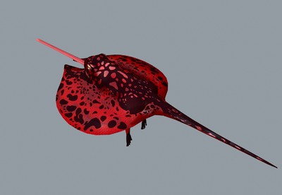 写实血红飞蛙 亚马逊红色箭毒蛙 飞蛙