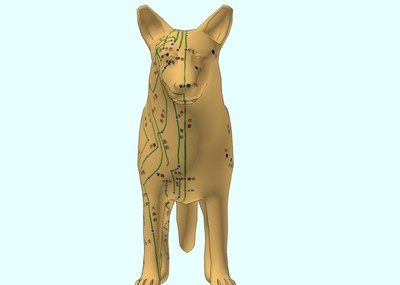 中医模型兽医针灸铜犬