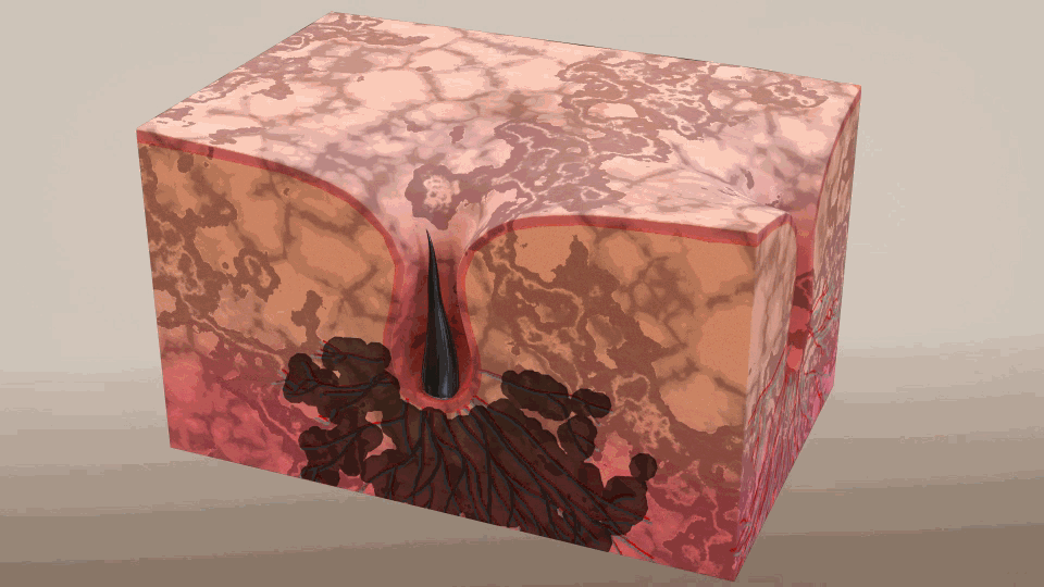 影视广告镜头 毛囊生发动画A模型-人体器官模型库-3ds Max(.max)模型下载-cg模型网