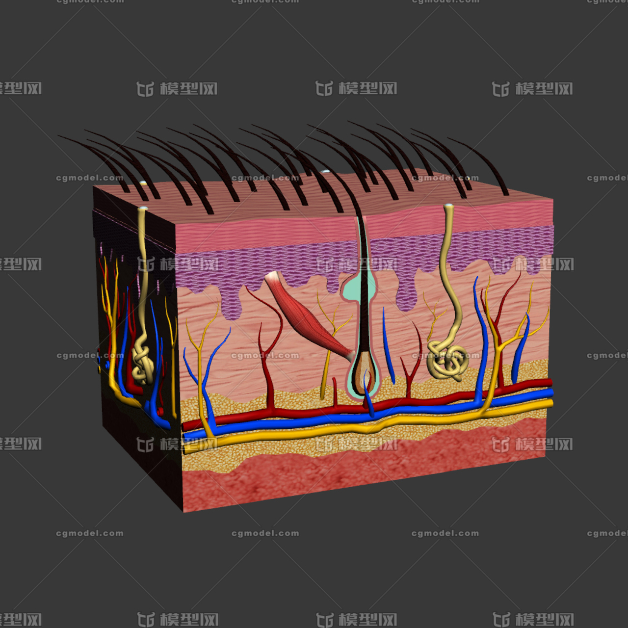皮肤组织结构 人体皮肤剖面 医学模型 教学模型