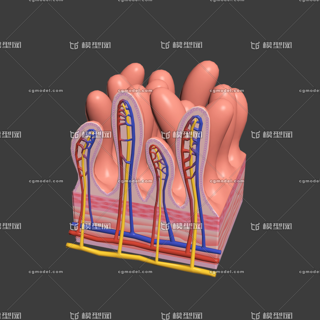 小肠壁结构模型图图片