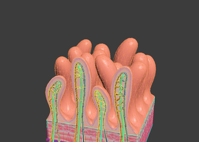小肠绒毛结构 人体消化系统结构模型-人体器官模型库-3ds max(.