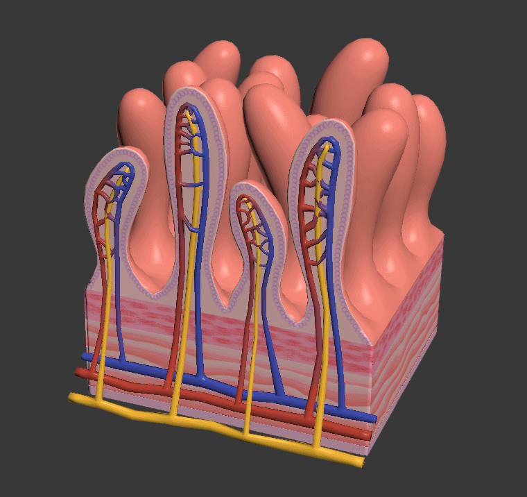 小肠绒毛结构 人体消化系统结构模型