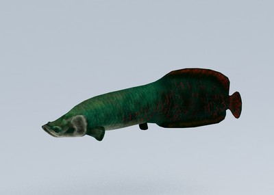 远古生物 巨骨舌鱼 带动画