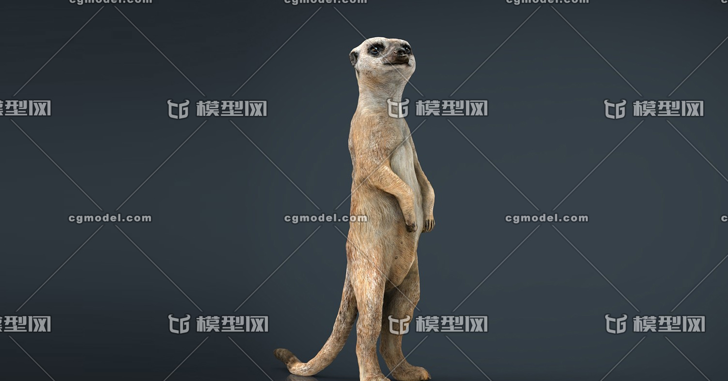 狐獴 猫鼬模型-哺乳模型库-Maya(.ma/.mb)模型下载-cg模型网