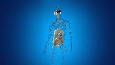 人体三维模型,人体器官 人体解剖 人体结构 生物力学 医学模型 神经节