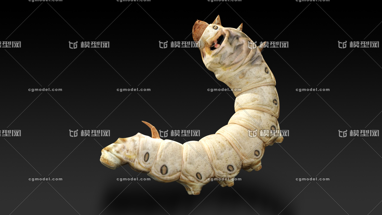蚕的一生 大蚕 Siagoo作品 动物昆虫动物昆虫 Cg模型网