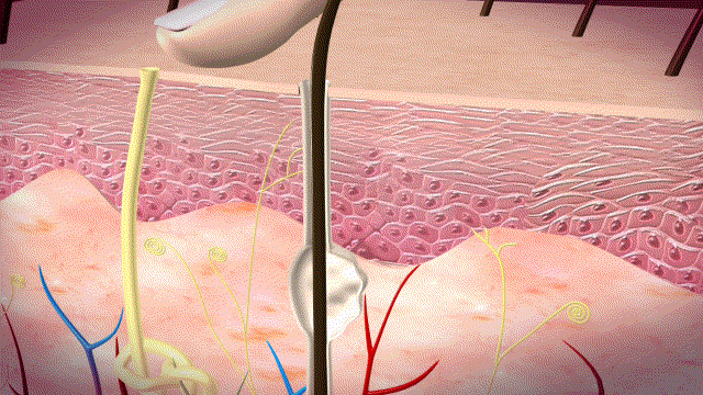 人体表皮,医学动画,人体三维模型,微观结构,vr写实模型 ,精细的医学