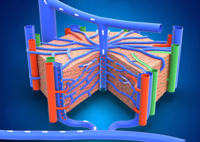 医学动画,肝细胞微观模型,人体脏器官,解毒功能,人体循环系统 人体