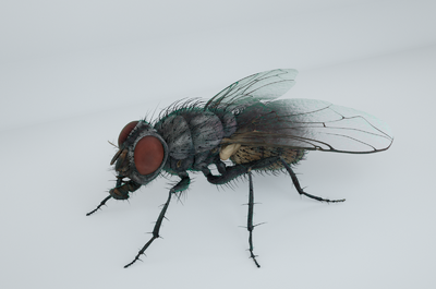 高精度苍蝇超写实生物模型昆虫模型