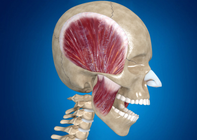 医学动画,头部肌肉运动,张嘴肌肉运动,人体肌肉 康复训练,人体解剖