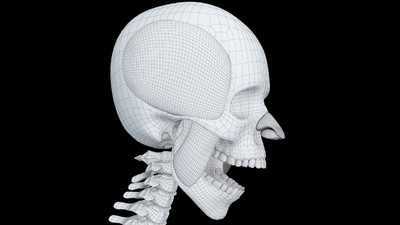 医学动画,头部肌肉运动,张嘴肌肉运动,人体肌肉 康复训练,人体解剖