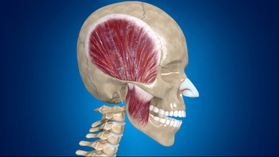 医学动画,头部肌肉运动,张嘴肌肉运动,人体肌肉 康复训练,人体解剖