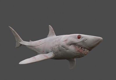 白化灰鲭鲨 次世代鲨鱼 海洋 青鲨 大白鲨