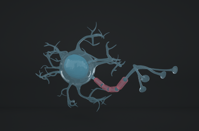 神经元 神经原细胞 神经细胞 医学模型 神经胶质细胞