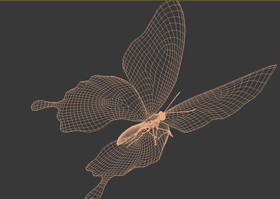 蝴蝶,超真实蝴蝶,带动画绑定骨骼