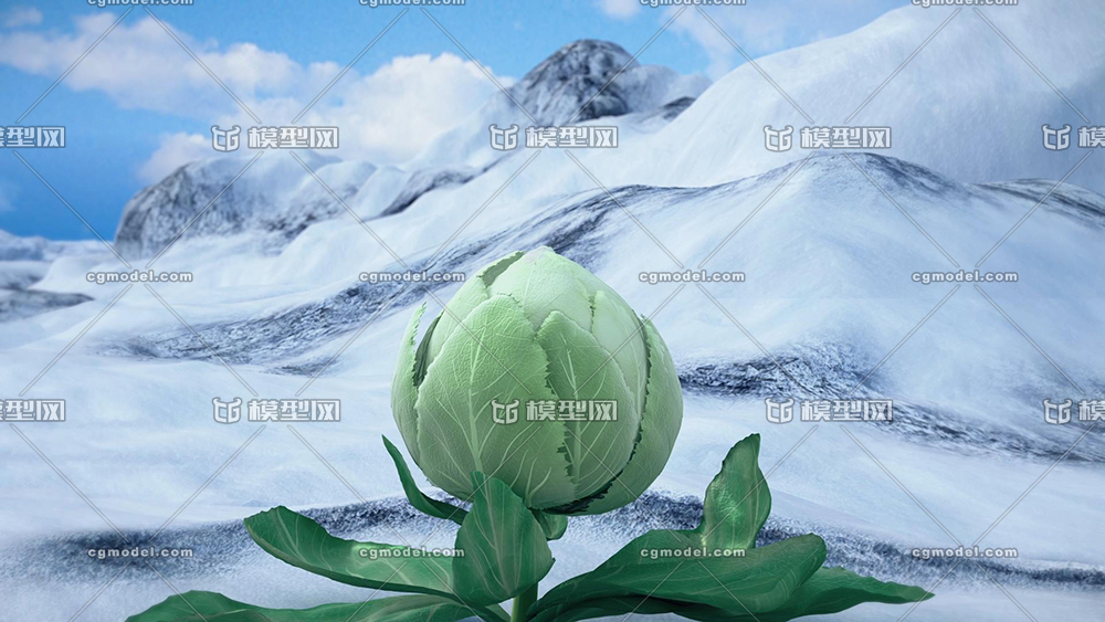 天山雪莲盛开场景  雪莲花  莲花盛开  雪山上的雪莲花