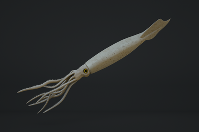 写实乌贼 深海乌贼 大王乌贼模型-其他模型库-fbx(.