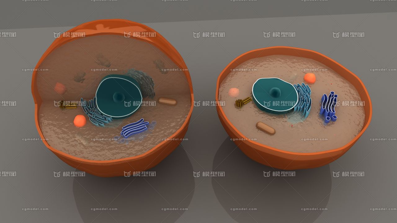 動物細胞 中心體 細胞膜 線粒體 核糖_活著222作品_動物其他_cg模型網