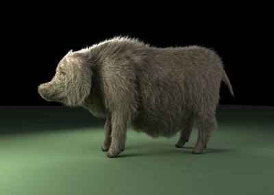 毛猪 带毛发_maxwellzz作品_动物哺乳_cg模型网