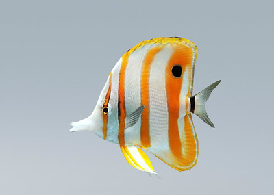 鲽鱼蝴蝶鱼热带鱼