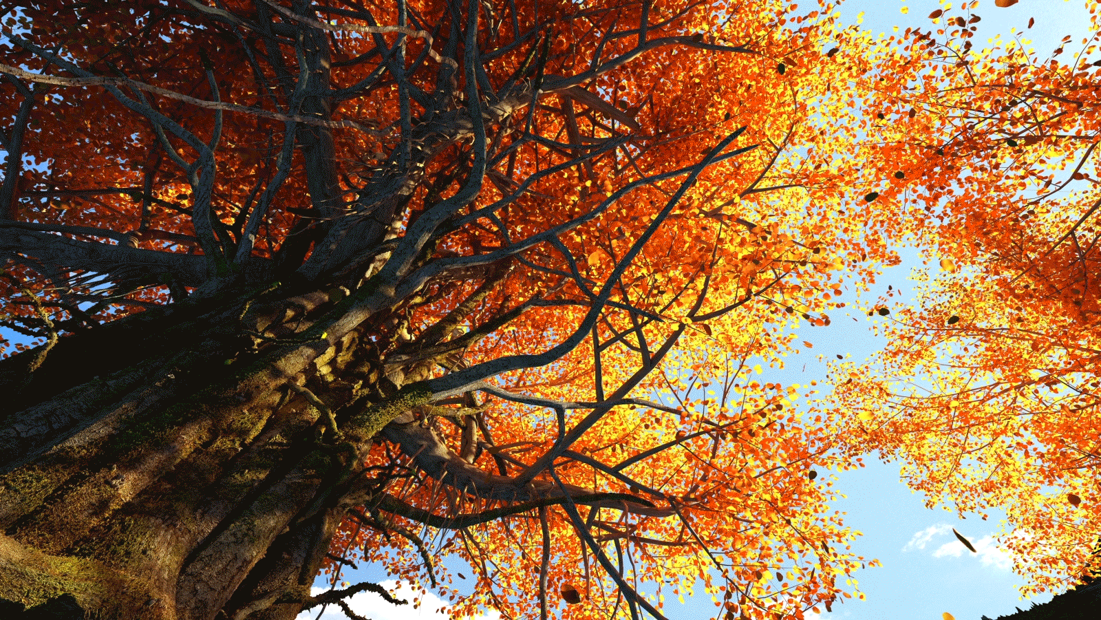 秋天意境仰视看天逆光榕树落叶动画