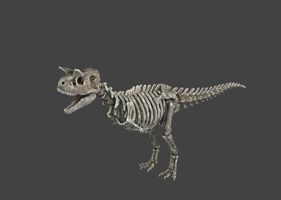 霸王龙骨    恐龙兽骨