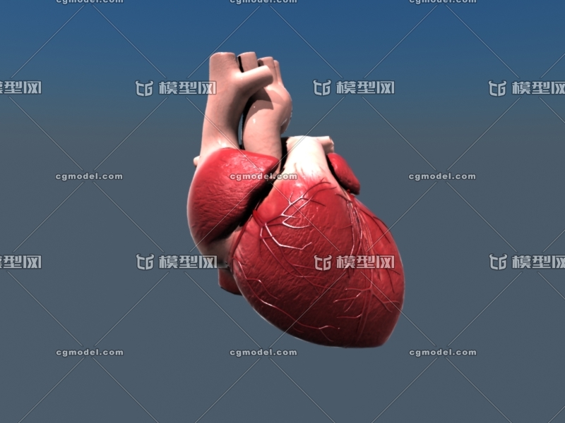 真实心脏 真实人类心脏 原创设计文件 p_小海子作品_人物人体器官_cg