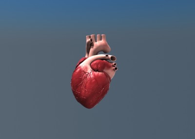 真实心脏 真实人类心脏 原创设计文件 pbr项目