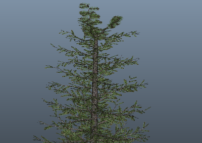 松树的生长过程动画图片