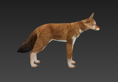 豺写实简单模型
