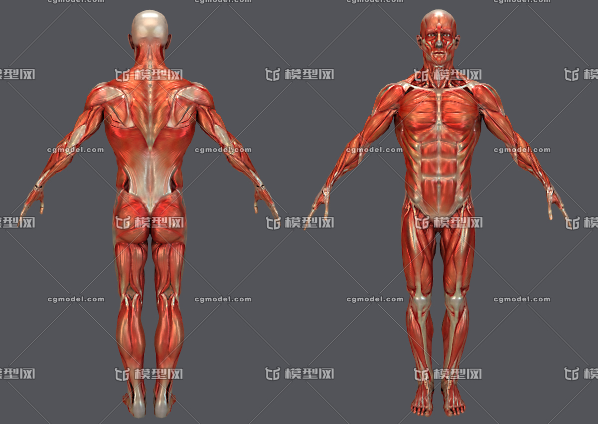 max 简模 人体肌肉 次时代 pbr 医用模型 解剖 教学模型 医学院 人体