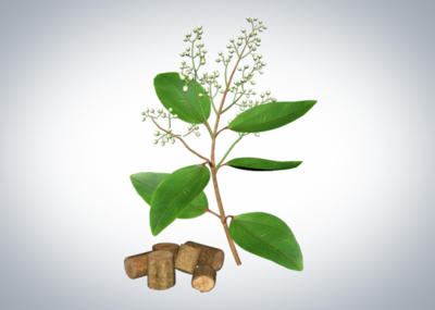 中草药官桂桂枝带贴图