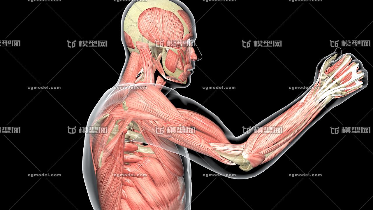 医学动画 曲臂 肱二头肌 人体肌肉运动 健身运动 健身形象 人体解剖 学 生物力学 骨骼运动 Cg模型网 Cgmodel 三维设计师交流互动平台 专注多品类3d模型下载 原创作品分享 软件学习