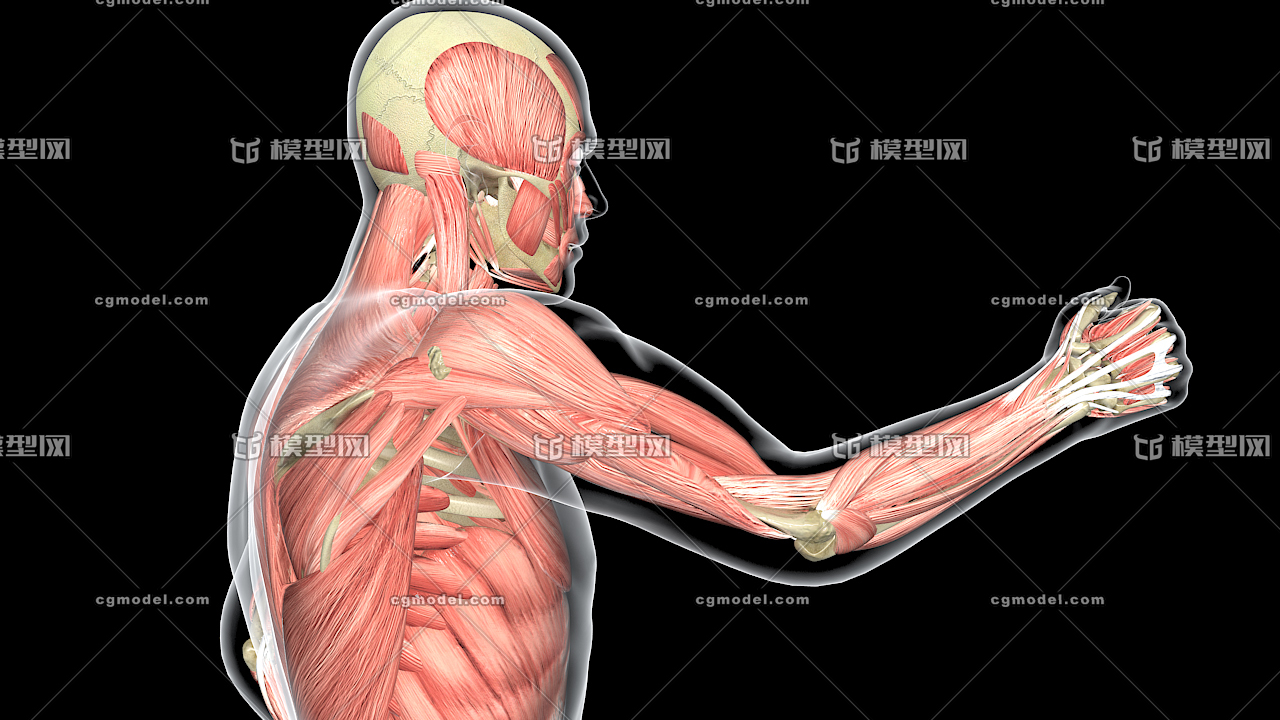 医学动画 曲臂 肱二头肌 人体肌肉运动 健身运动 健身形象 人体解剖 学 生物力学 骨骼运动 Cg模型网 Cgmodel 三维设计师交流互动平台 专注多品类3d模型下载 原创作品分享 软件学习