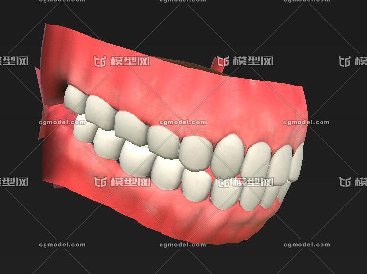 高精度人体口腔模型  影视次世代游戏都可用