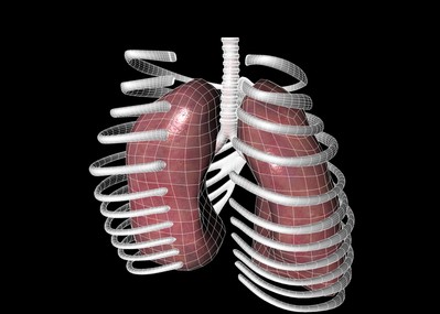 醫學模型人體器官肺部肺