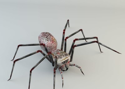 超级恐怖的蜘蛛