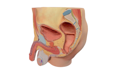 带有高清分辨率贴图的解剖专用男性生殖系统三维模型,带有肛门,大肠
