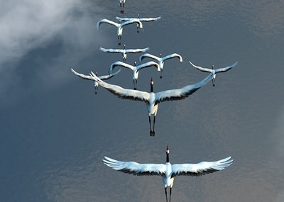 写实仙鹤水面上空飞行动画场景,仙鹤,飞翔的仙鹤,鸟,飞鸟,水面,云