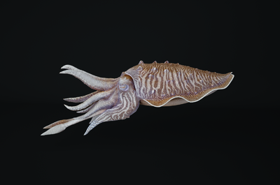超写实墨鱼 海洋动物 乌贼 触手 次世代 墨鱼模型 海洋生物