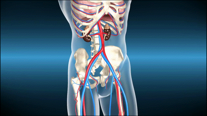 醫學動畫,腎結石帶動畫,腎臟剖面,人體器官,解剖,男性泌尿系統 生殖