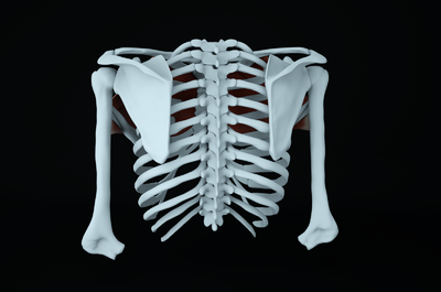 肋骨骨骼 人体骨骼_zedsf作品_人物人体器官人物人体器官_cg模型网