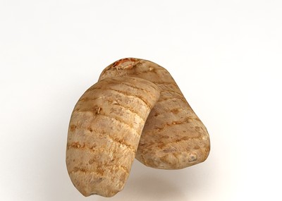 天麻  中药材 天麻根  水洋芋  写实中药材