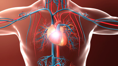 医学动画,人体心脏,人体血管系统,血液循环,动脉,静脉,血液交换,心脏