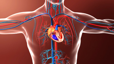 医学动画,人体心脏,人体血管系统,血液循环,动脉,静脉,血液交换,心脏