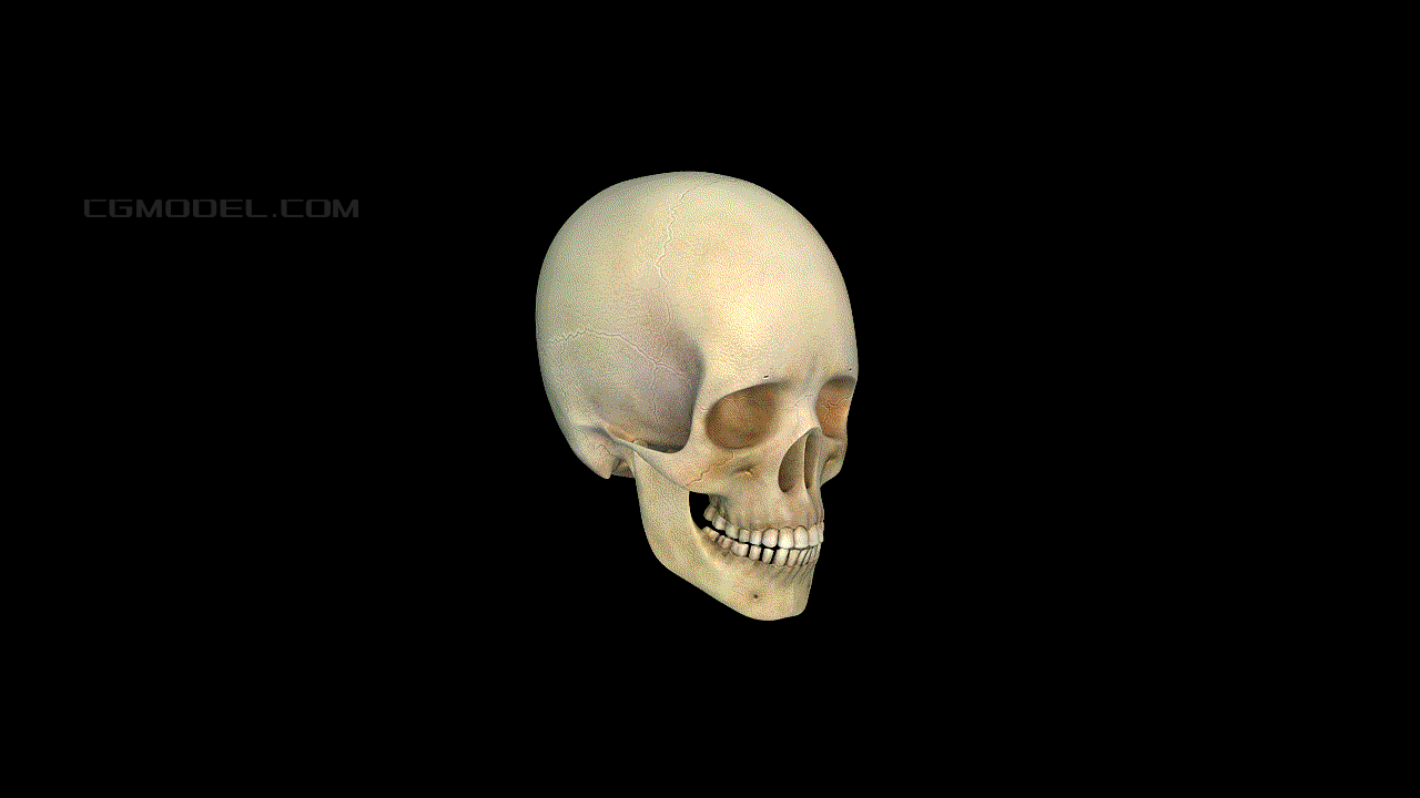 颅骨带解剖结构,人体骨骼,头骨分解,骨骼系统,人体解剖,医学模型,大脑