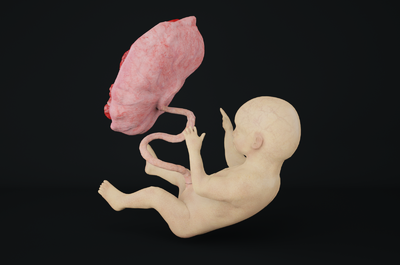 婴儿胎盘图片图片